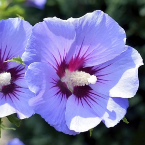 Hibiscus Bluebird